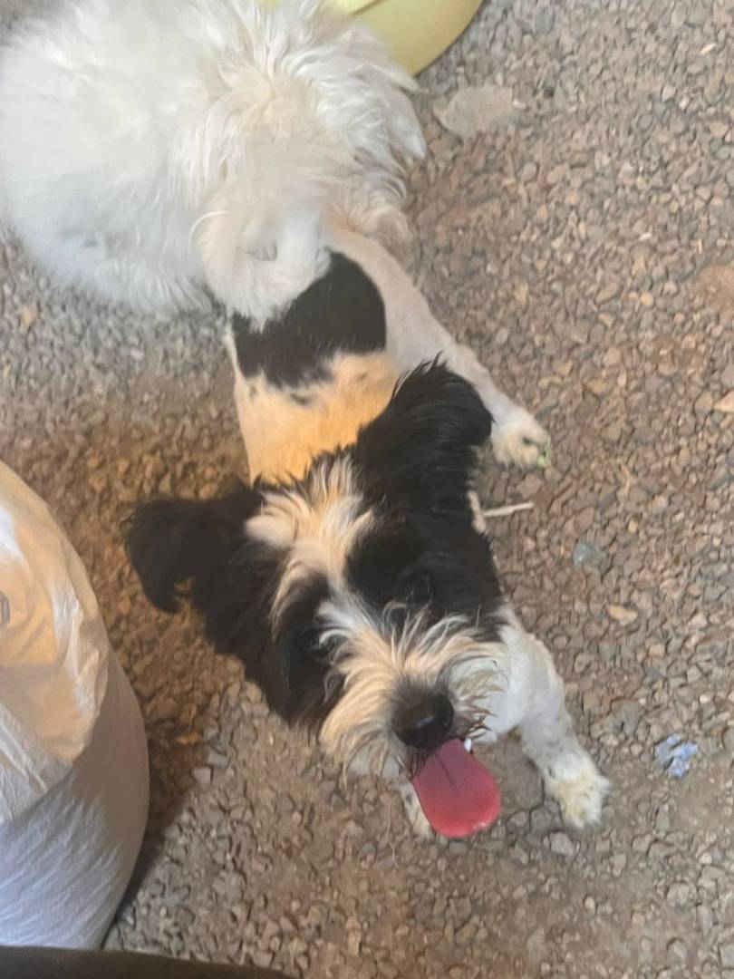 Vuoi adottare un cane a Milano?