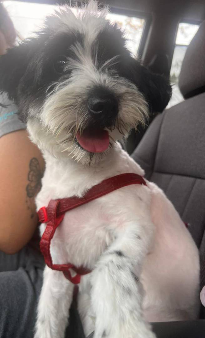 Adotta il cane GUCCI a Milano