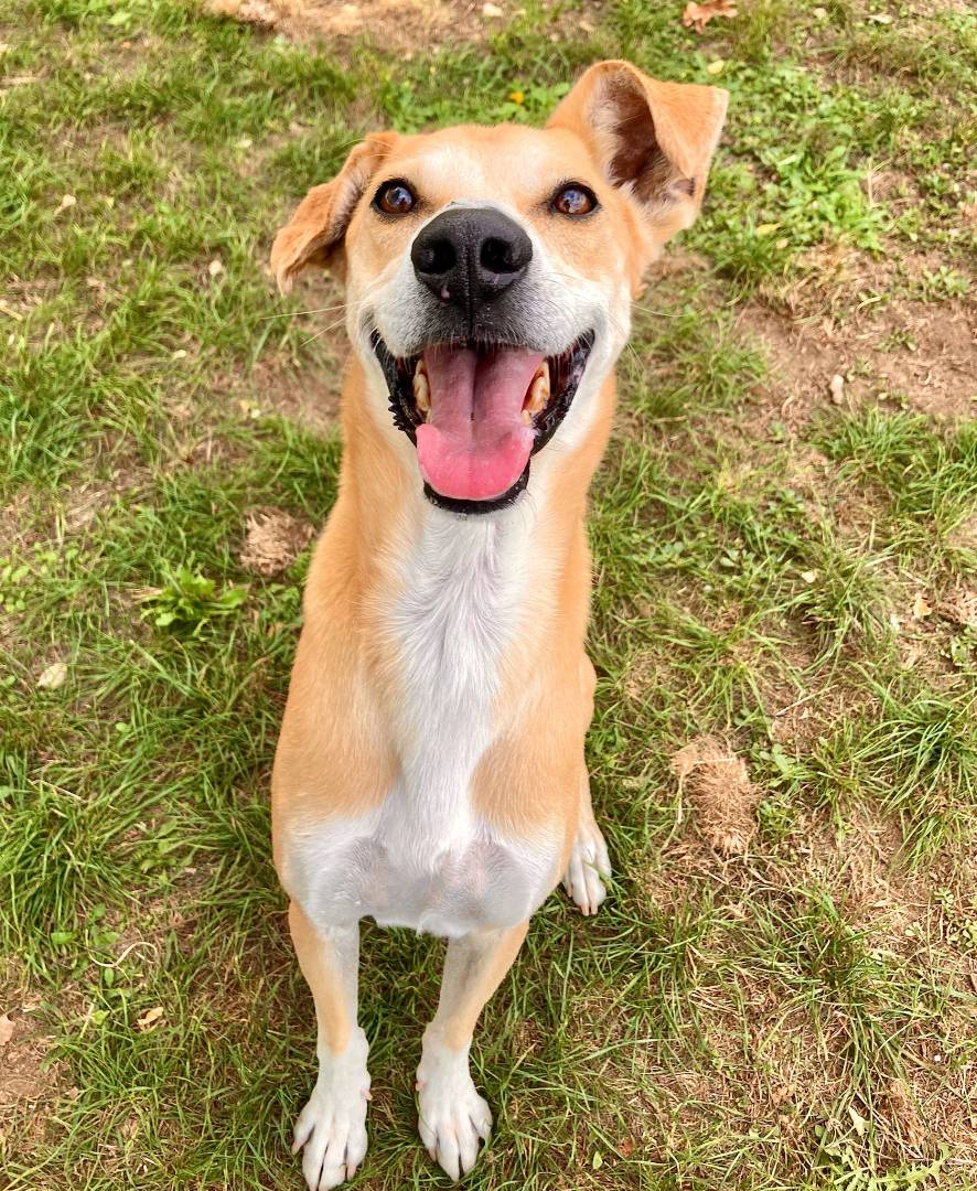 Adotta un cane, maschio, 8 anni  e 11 mesi , Milano