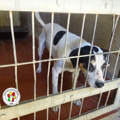 Adozione cane, femmina, meticcio, 10 anni, taglia piccola, Como