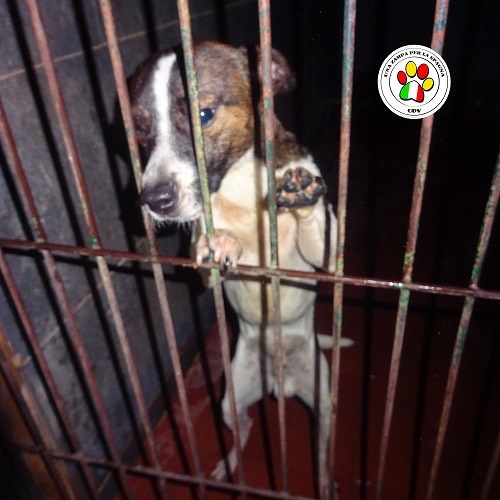 Adozione cane, maschio, meticcio, 6 anni, taglia piccola, Como