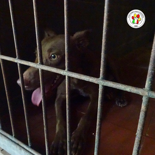 Adozione cane, maschio, meticcio, 4 anni, taglia piccola, Como