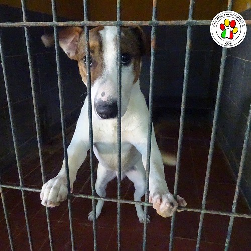 Adozione cane, maschio, Jack Russell Terrier, 4 anni, taglia media contenuta, Como