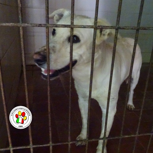 Adozione cane, maschio, Labrador Retriever, 5 anni, taglia media, Como