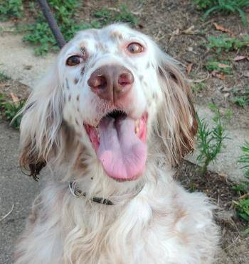 Adozione cane, femmina, meticcio, 10 anni e 8 mesi, taglia media, Milano