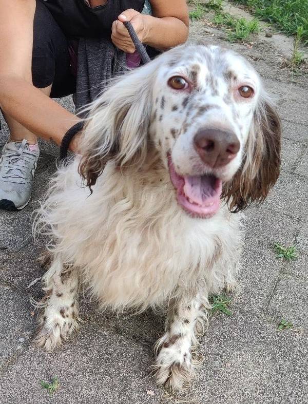 Adotta un cane, femmina, 10 anni e 8 mesi, Milano