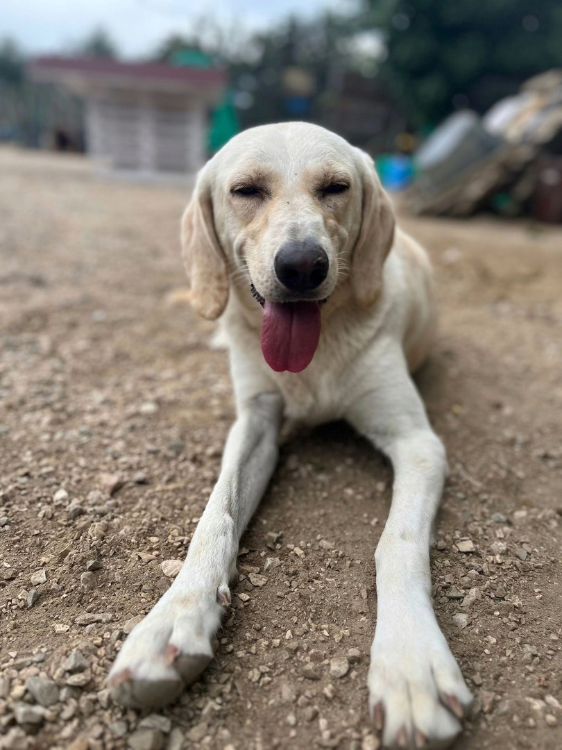 Vuoi adottare un cane a Chieti?