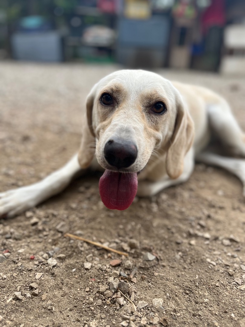Adotta il cane piuma a Chieti