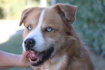 Adozione cane, maschio, Siberian Husky, 13 anni, taglia grande, Milano