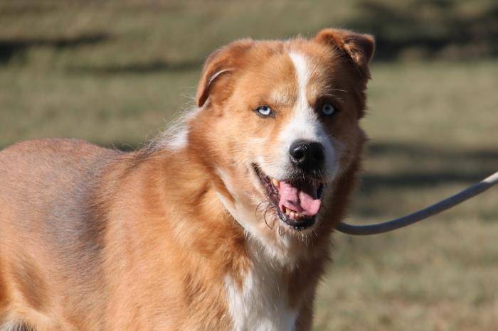 Adotta un cane, maschio, 11 anni  e 10 mesi , Milano