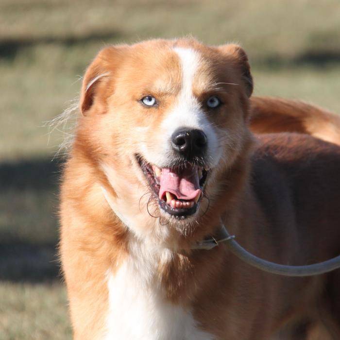 Adotta un cane, taglia grande, maschio, Milano