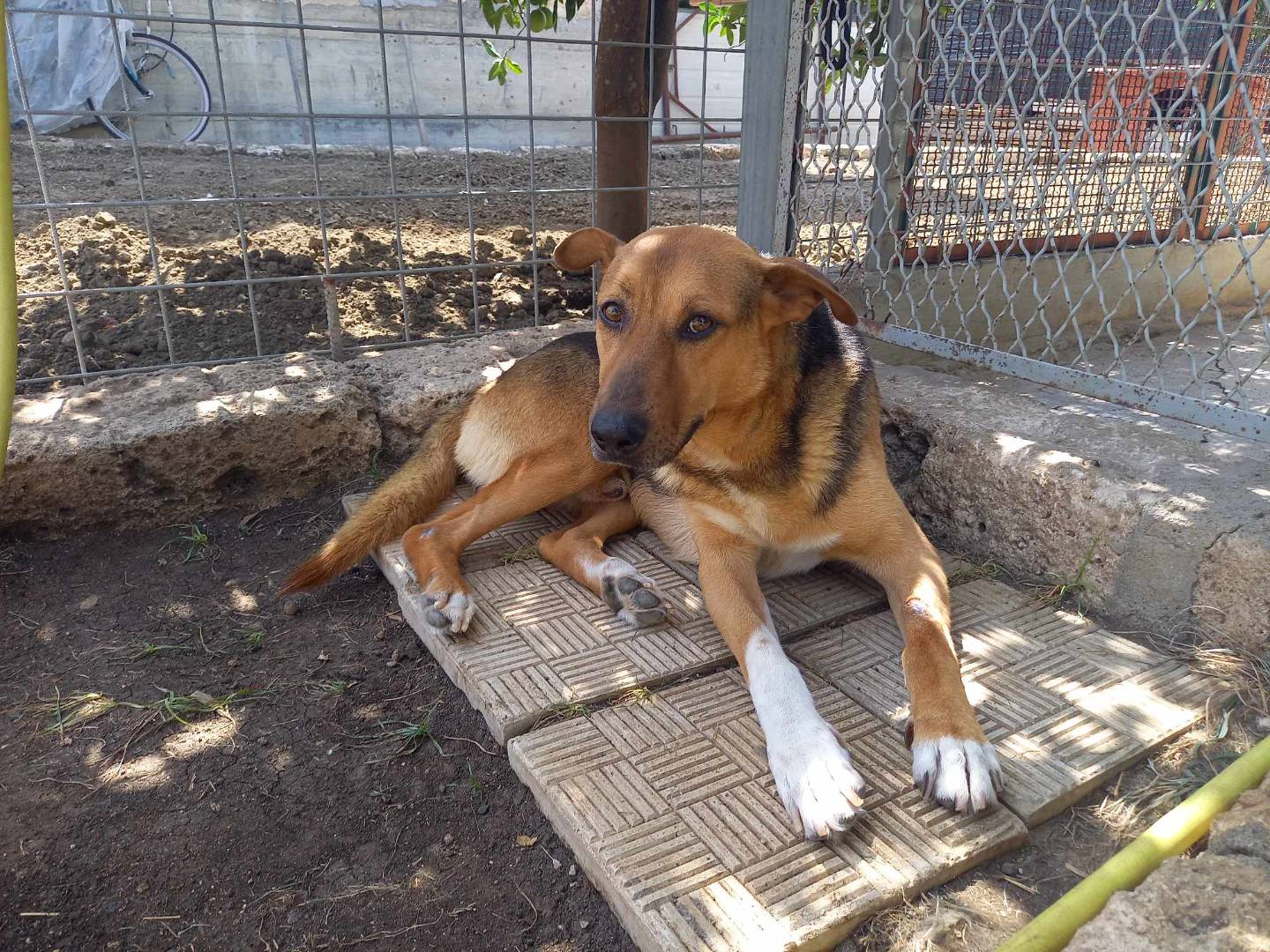 Adotta un cane, taglia media, maschio, Catania