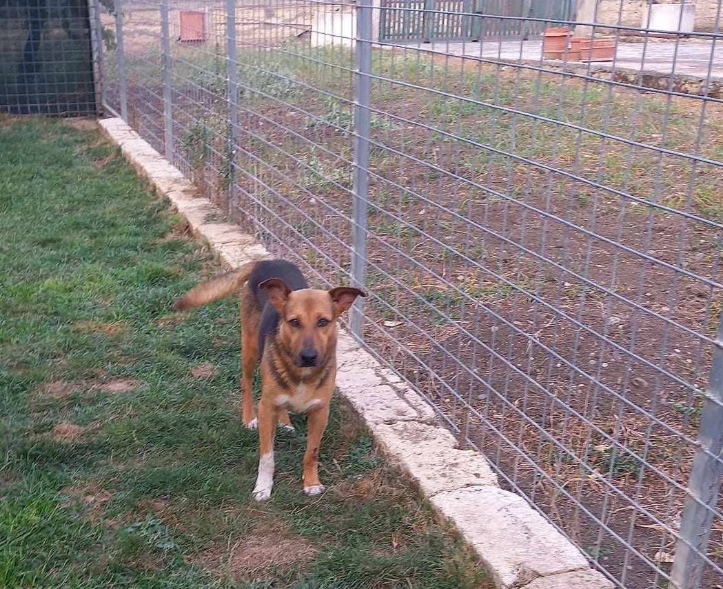 Vuoi adottare un cane a Catania?