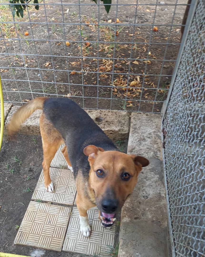 Adotta il cane Fortunato a Catania
