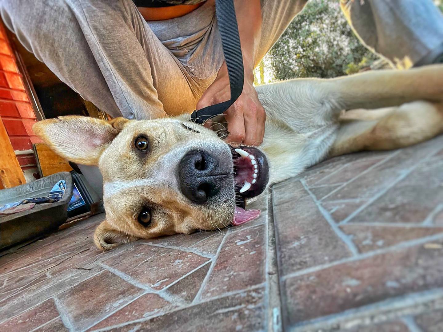 Adozione cane, maschio, meticcio, 2 anni e 10 mesi, taglia media, Roma