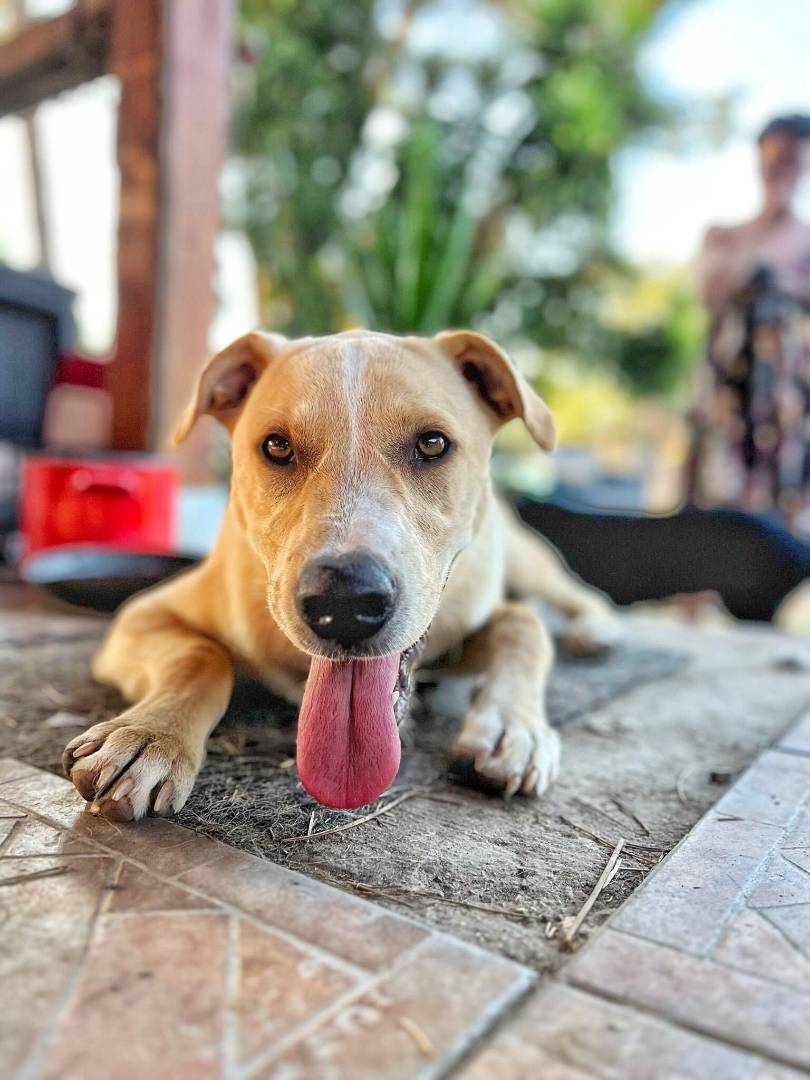 Vuoi adottare un cane a Roma?