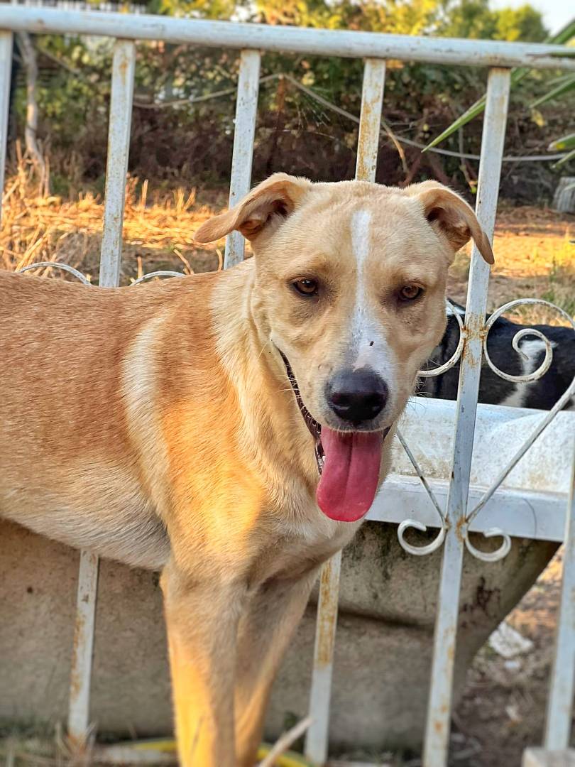 Adotta il cane LIME a Roma