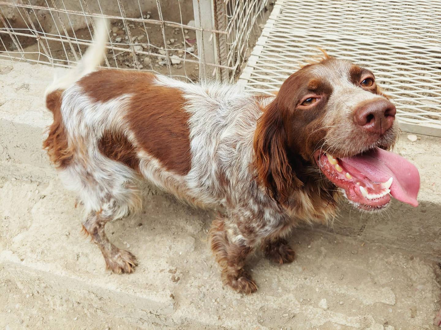 Adotta un cane, taglia media contenuta, femmina, Messina