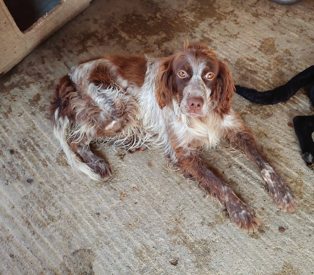 Adozione cane, femmina, Setter Inglese, 3 anni  e 2 mesi , taglia media contenuta, Messina