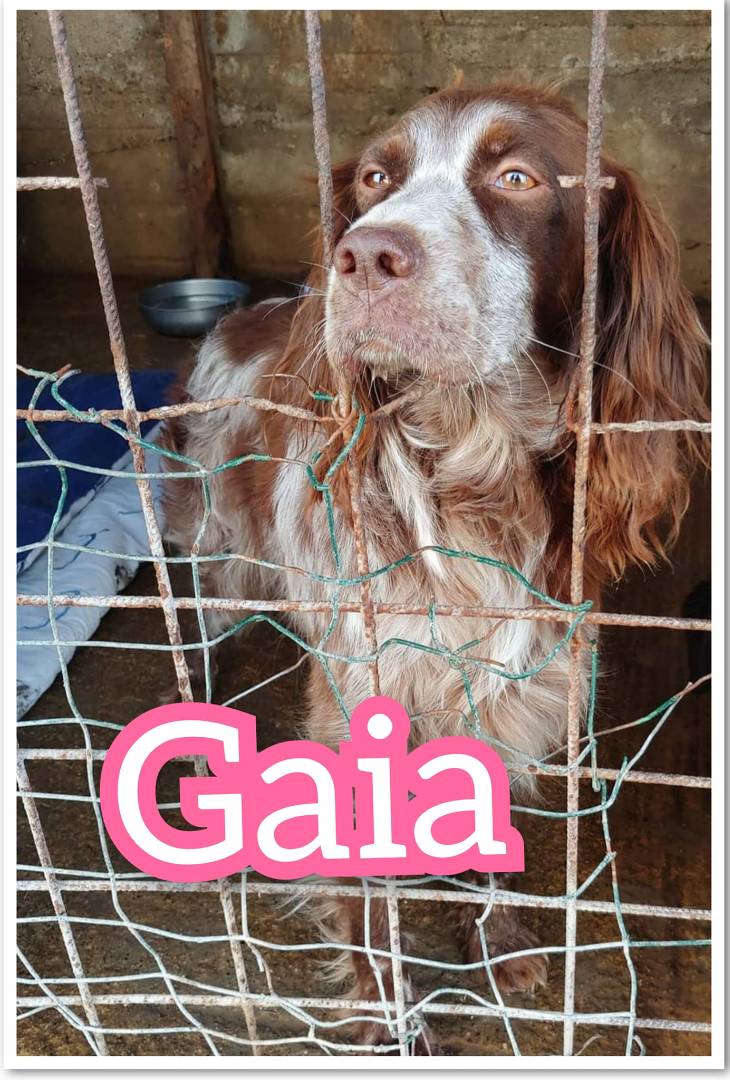 Adotta un cane, femmina, 3 anni  e 2 mesi , Messina