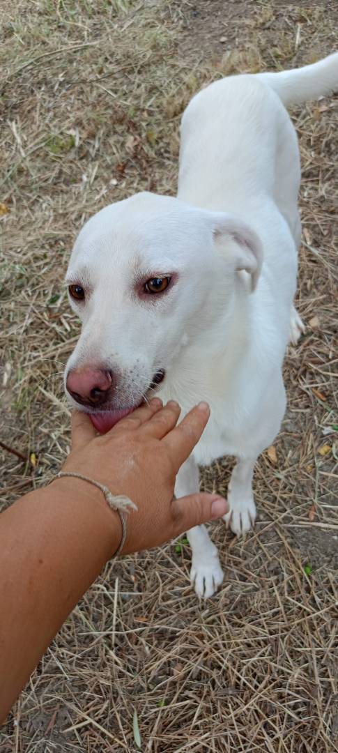 Adozione cane, femmina, Labrador Retriever, 2 anni  e 10 mesi , taglia media, Salerno