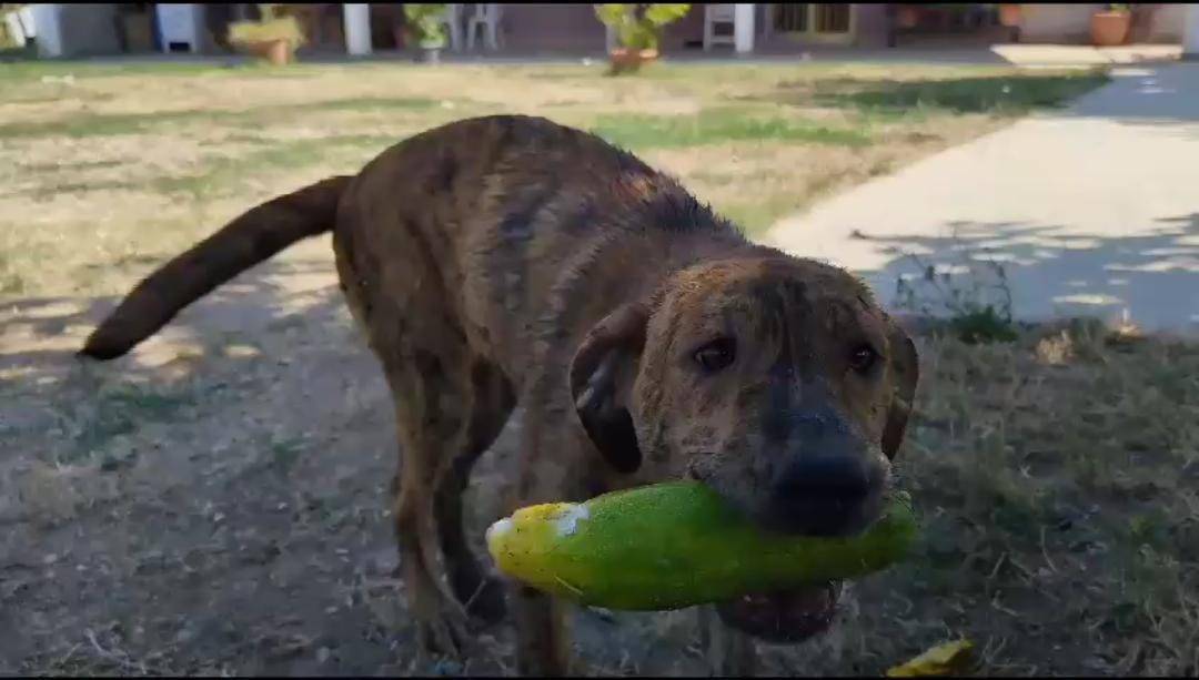 Adozione cane, femmina, meticcio, 1 anno e 10 mesi , taglia media, Salerno