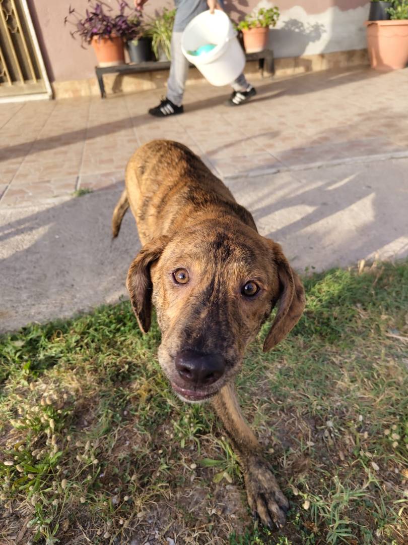 Adotta un cane, femmina, 1 anno e 10 mesi , Salerno