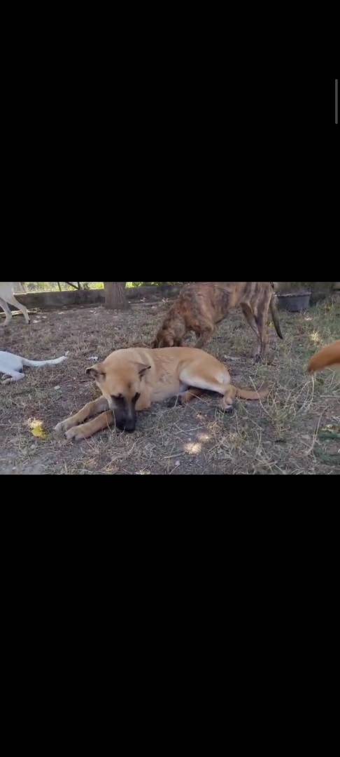 Foto 3 dell'animale