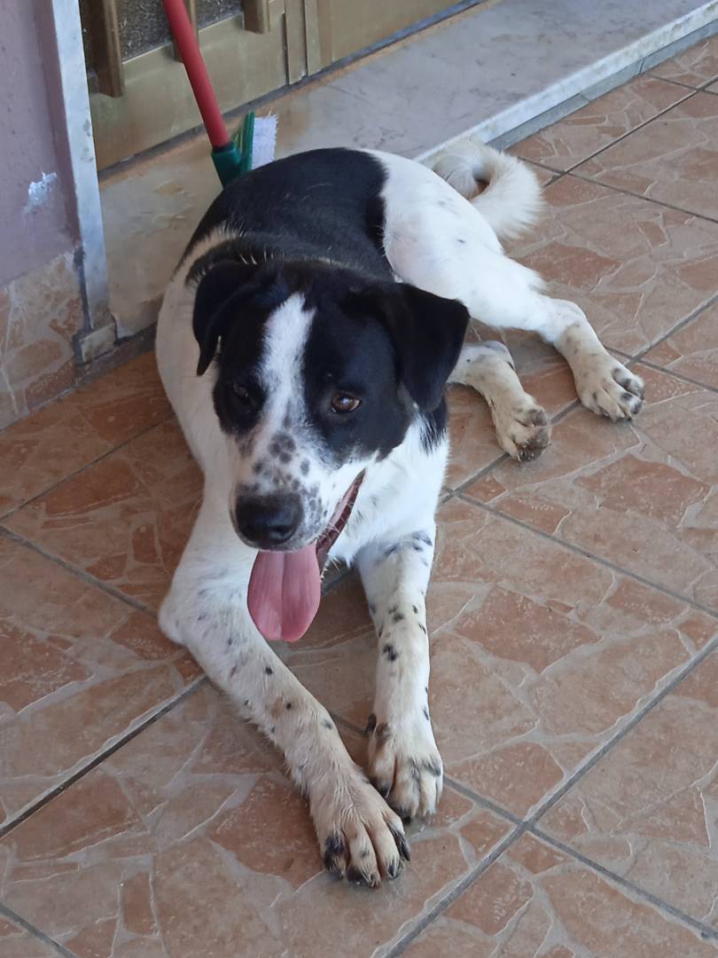Adotta un cane, maschio, 2 anni  e 9 mesi , Salerno