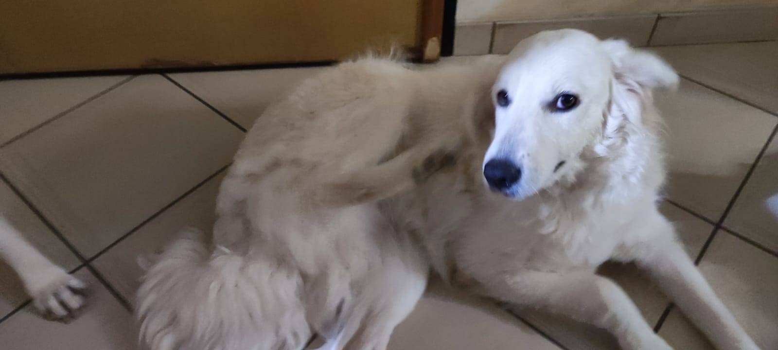 Adotta un cane, femmina, 2 anni  e 10 mesi , Salerno