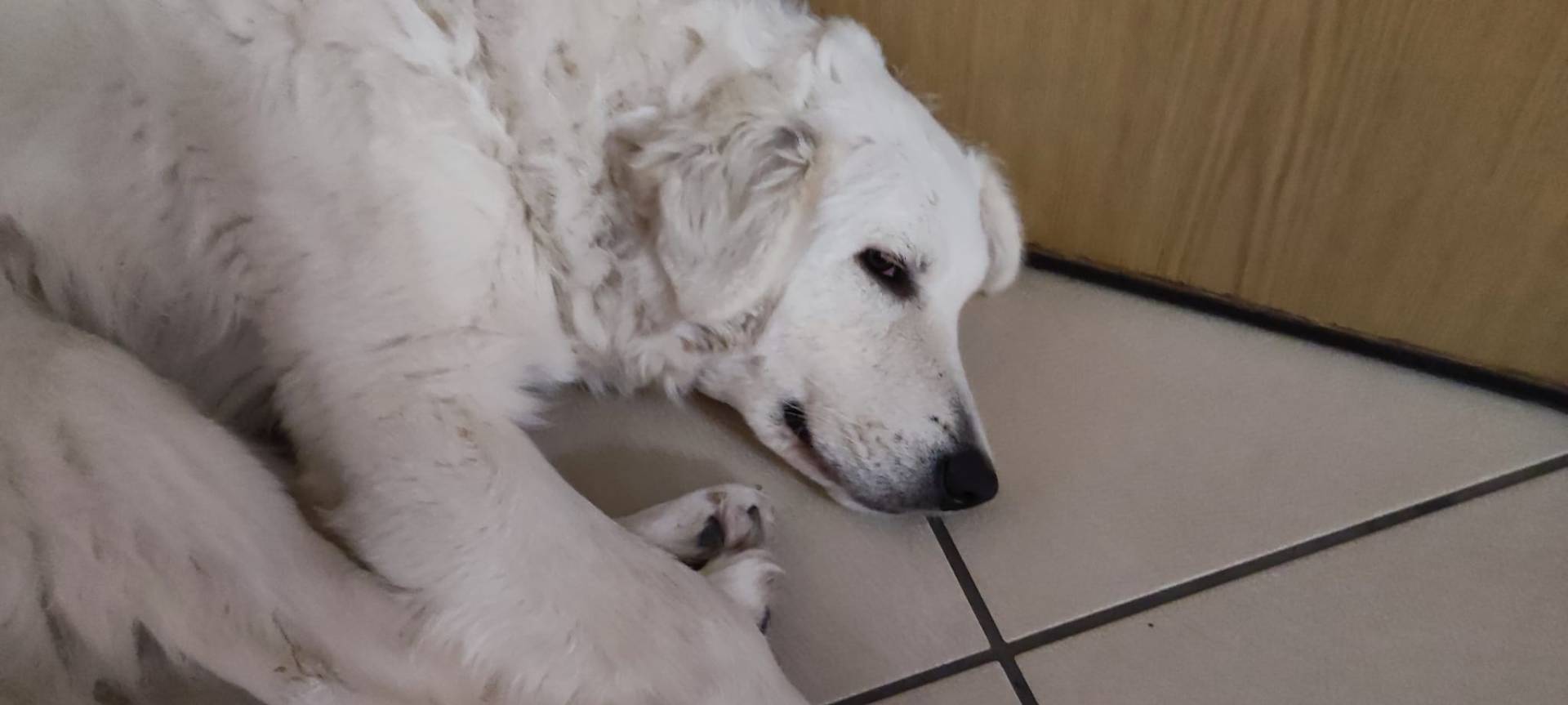Adotta un cane, taglia media, femmina, Salerno