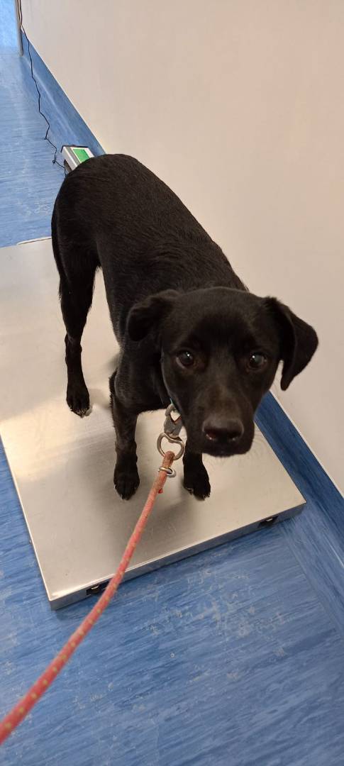 Adotta un cane, maschio, 2 anni  e 4 mesi , Salerno