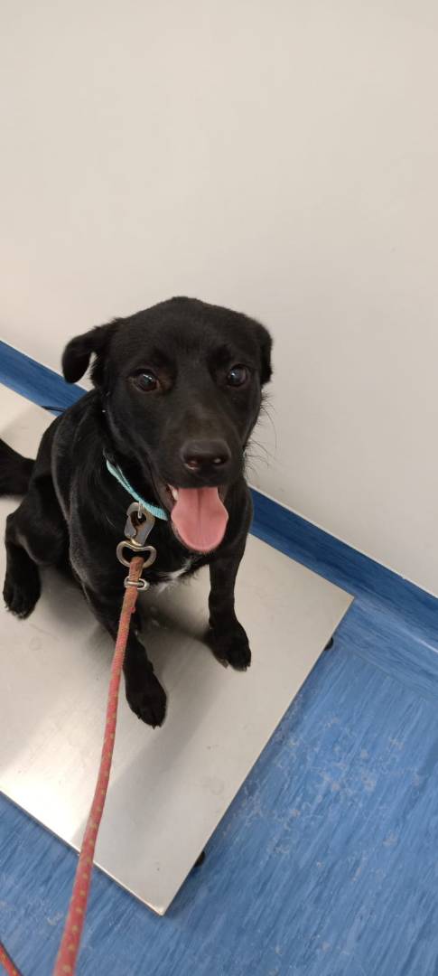 Adotta un cane, taglia media contenuta, maschio, Salerno