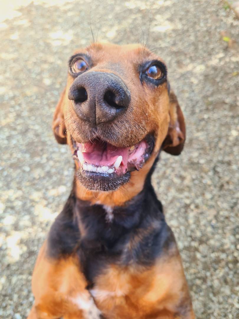 Adotta un cane, taglia media contenuta, maschio, Firenze