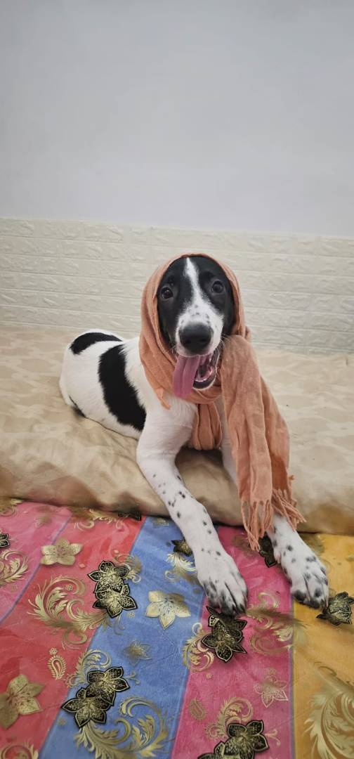 Foto dell'animale