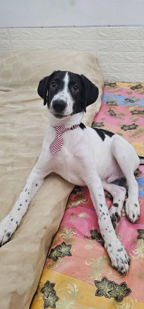 Adotta un cane, maschio, 1 anno e 11 mesi , Potenza