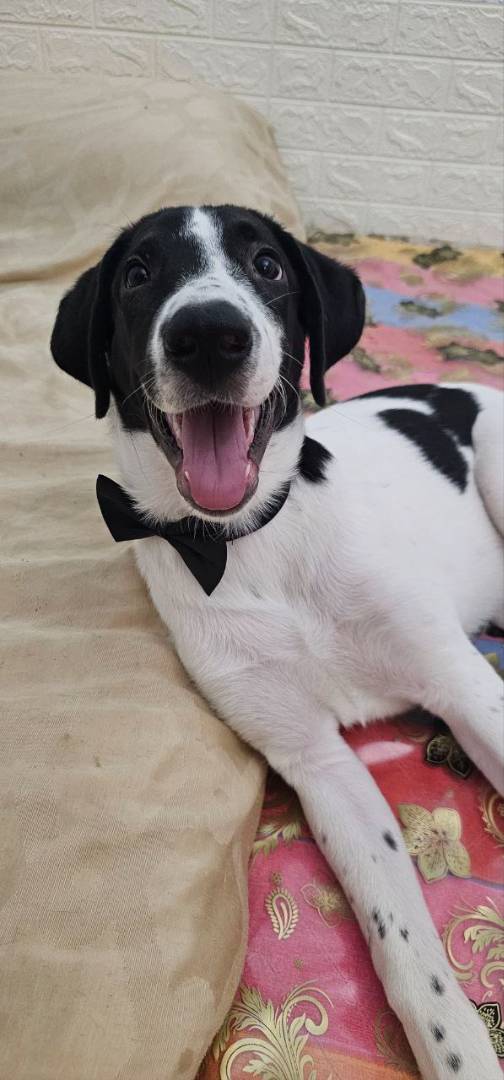 Adotta un cane, taglia grande, maschio, Potenza