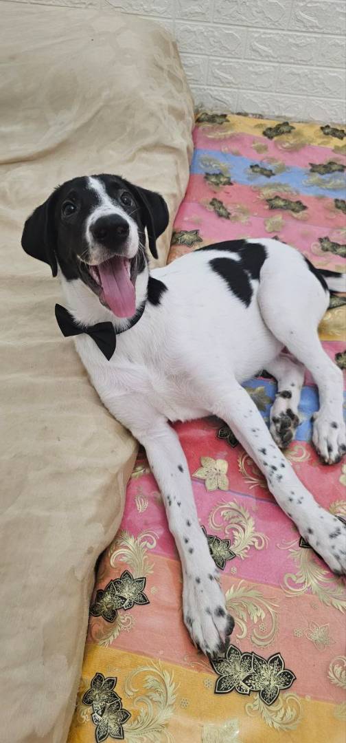 Vuoi adottare un cane a Potenza?
