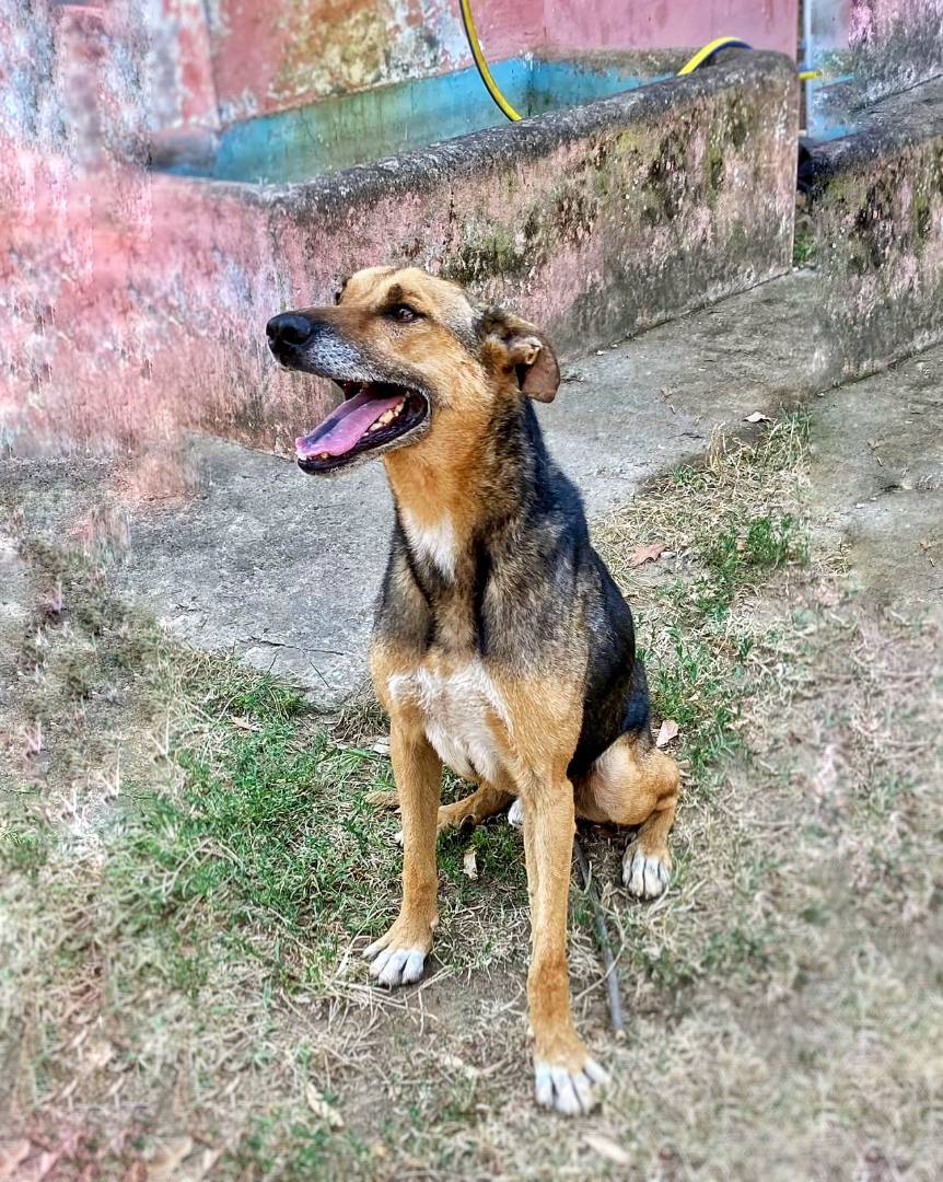 Adotta un cane, maschio, 10 anni e 3 mesi, Pavia