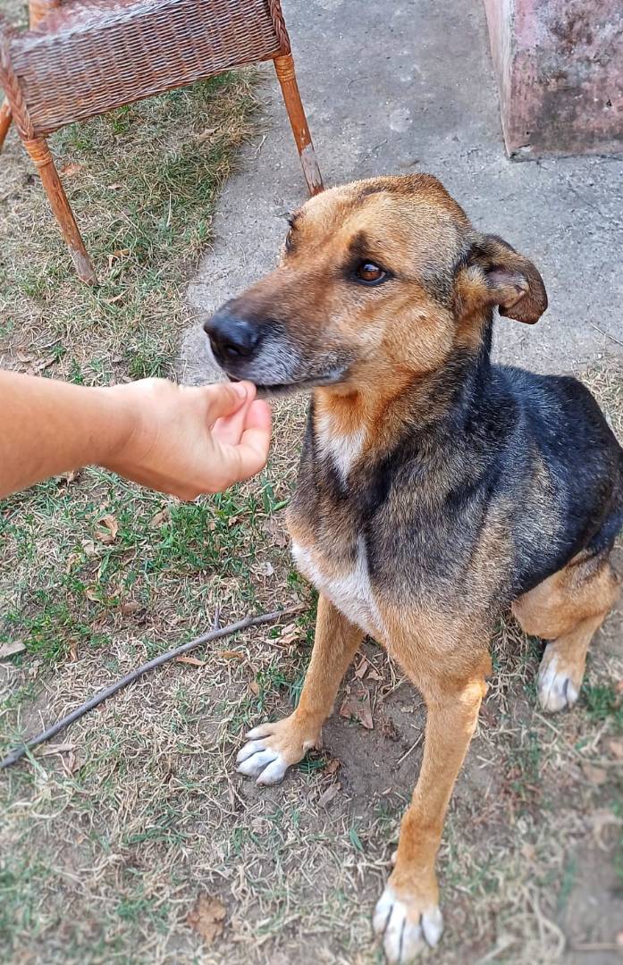 Adotta un cane, taglia grande, maschio, Pavia