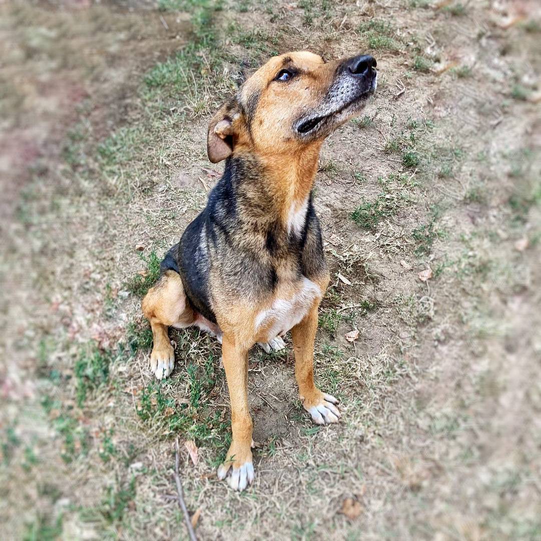 Vuoi adottare un cane a Pavia?