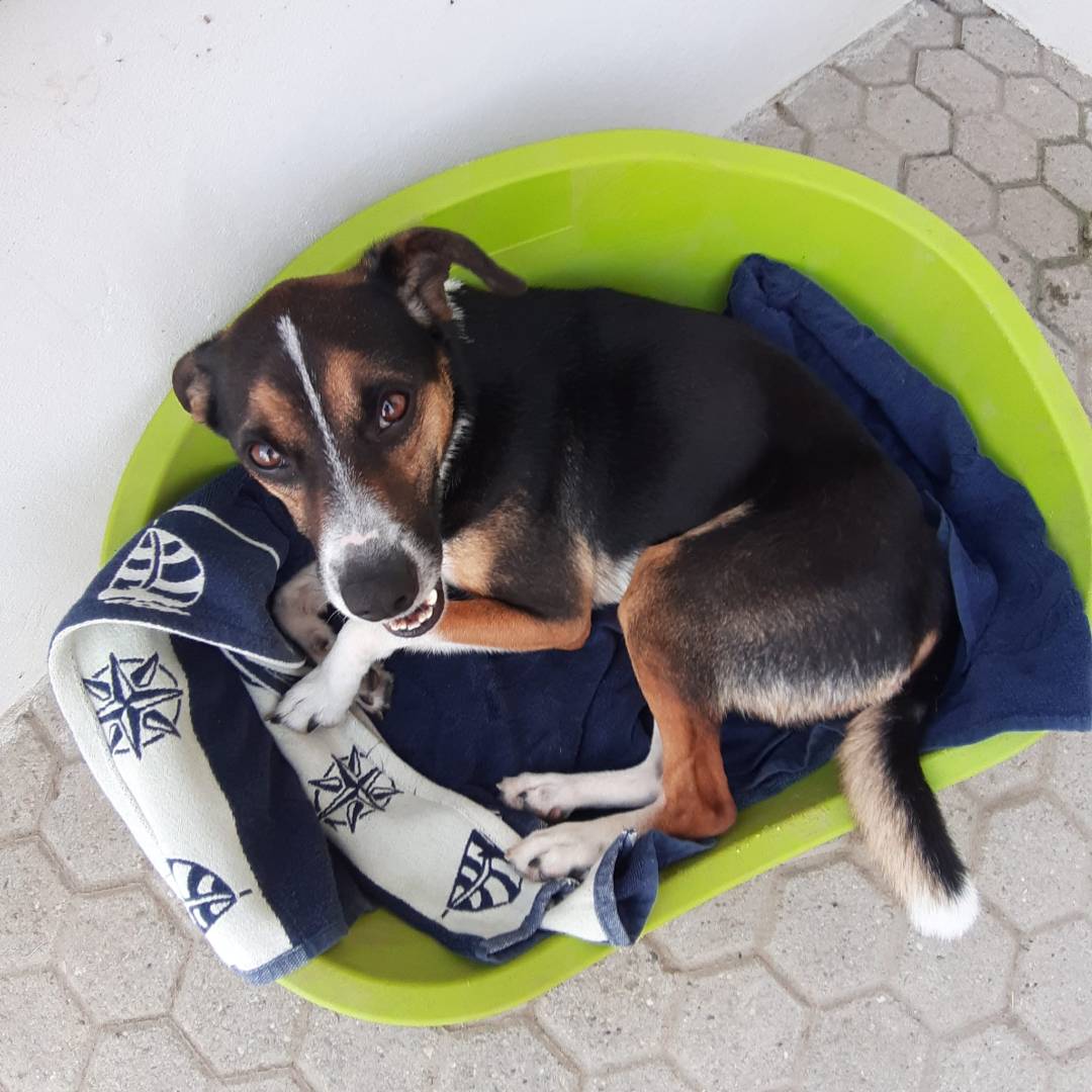 Foto dell'animale