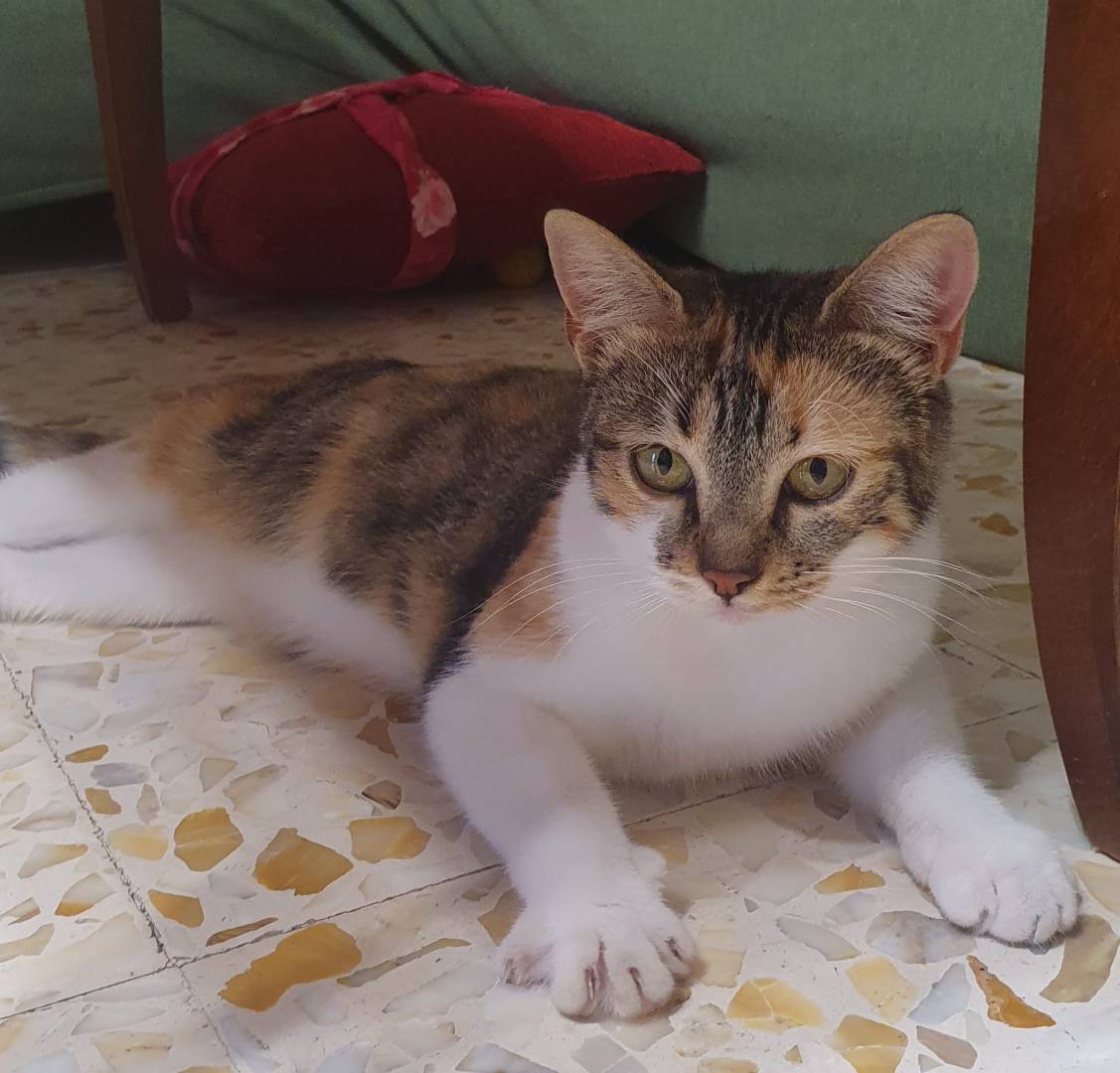 Foto dell'animale
