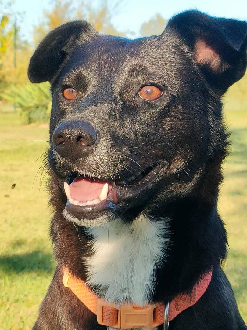 Adozione cane, femmina, meticcio, 4 anni e 5 mesi, taglia media contenuta, Crotone