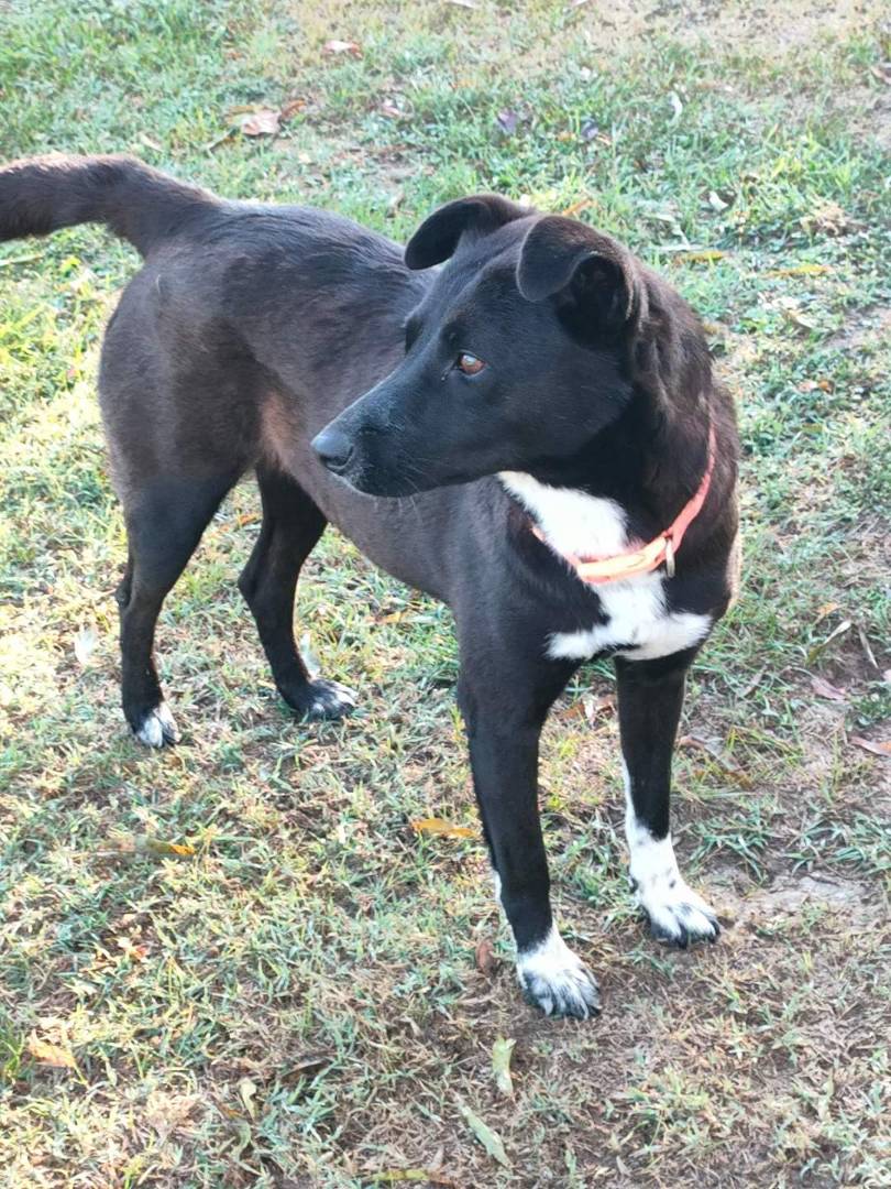 Adotta un cane, femmina, 4 anni e 5 mesi, Crotone