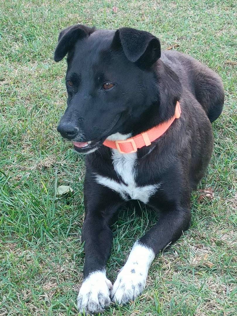 Vuoi adottare un cane a Crotone?