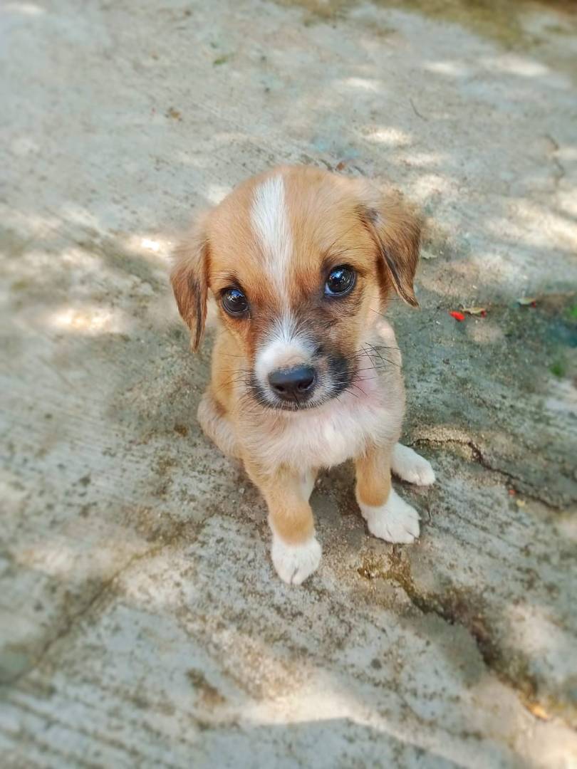 Adozione cane, maschio, meticcio, 2 anni e 5 mesi, taglia media contenuta, Crotone