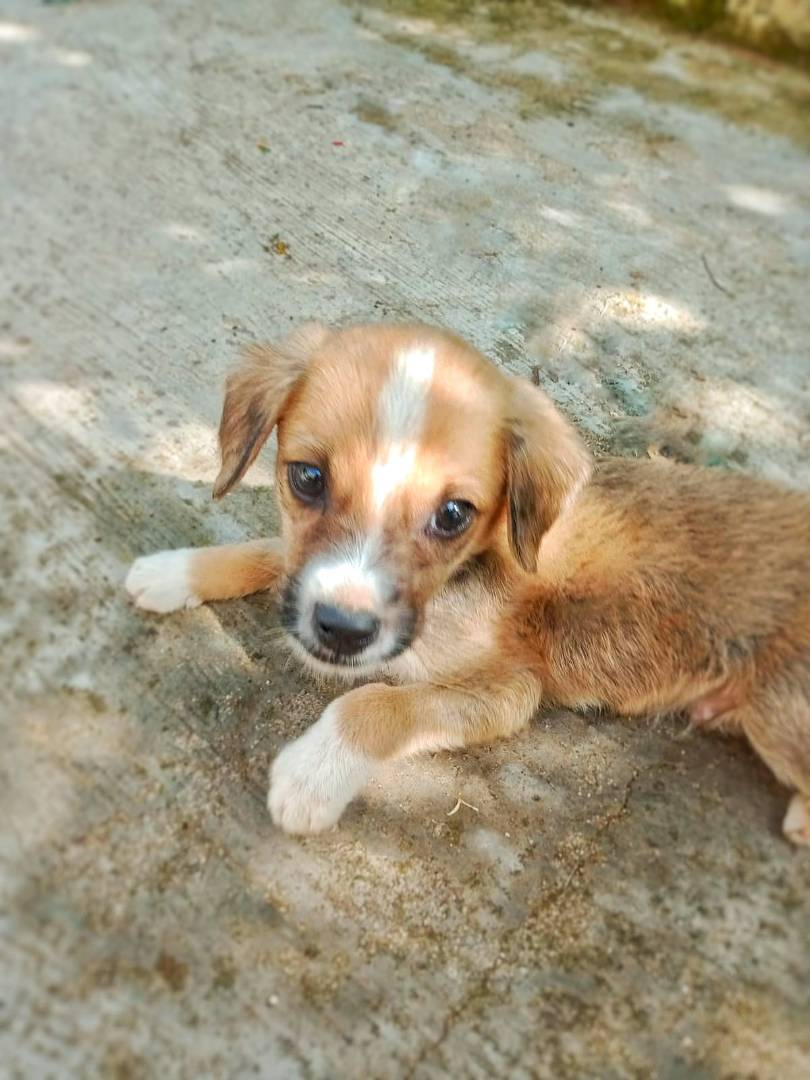 Adotta un cane, maschio, 2 anni e 5 mesi, Crotone