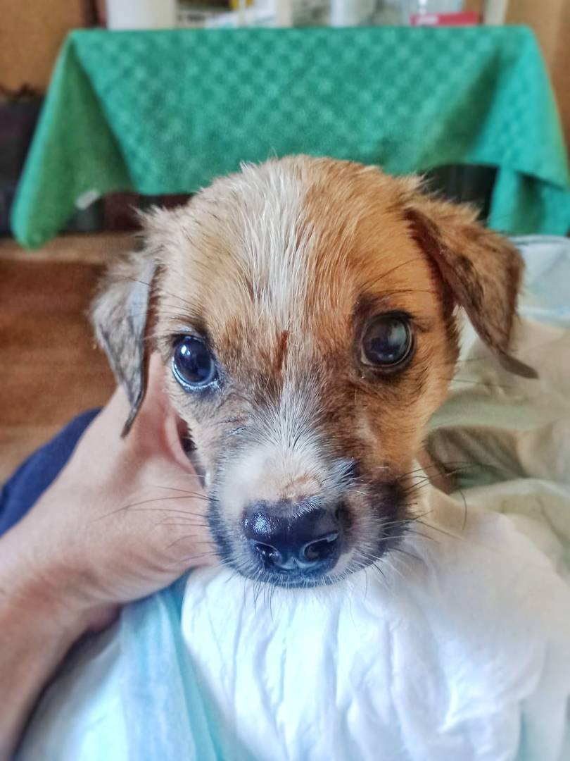 Adotta un cane, taglia media contenuta, maschio, Crotone