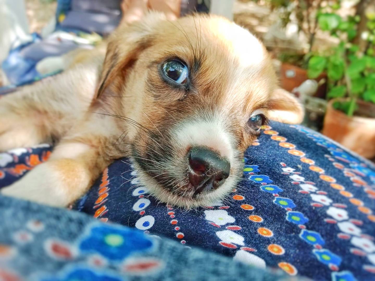 Vuoi adottare un cane a Crotone?